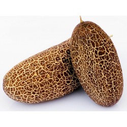 Price: €1.55 - Sementes de pepino Sikkim - Seeds Gallery