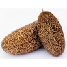 Price: €1.55 - Sikkim gurka frön - Seeds Gallery