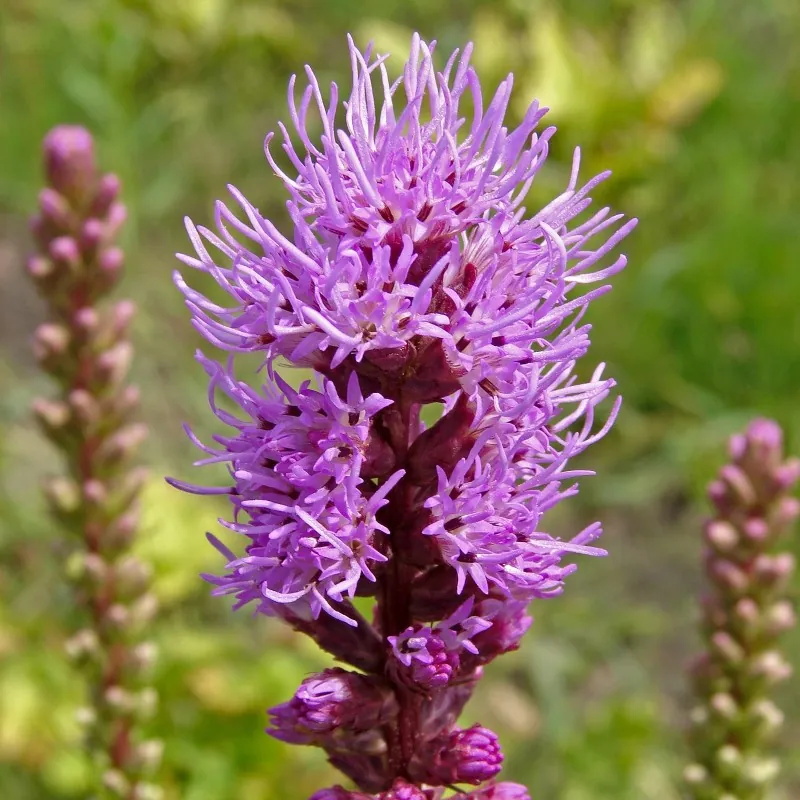 Plamena zvezda seme (Liatris spicata)