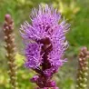 Plamena zvezda seme (Liatris spicata)