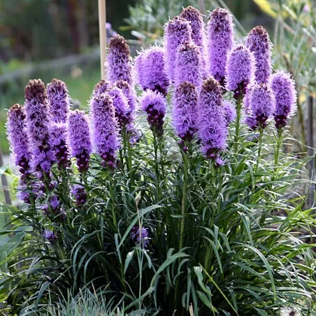 Prachtscharte, Ährige Prachtscharte Samen (Liatris spicata)