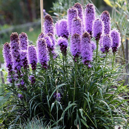 Rosenstav frön (Liatris spicata)