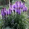 Semi di Liatris spicata