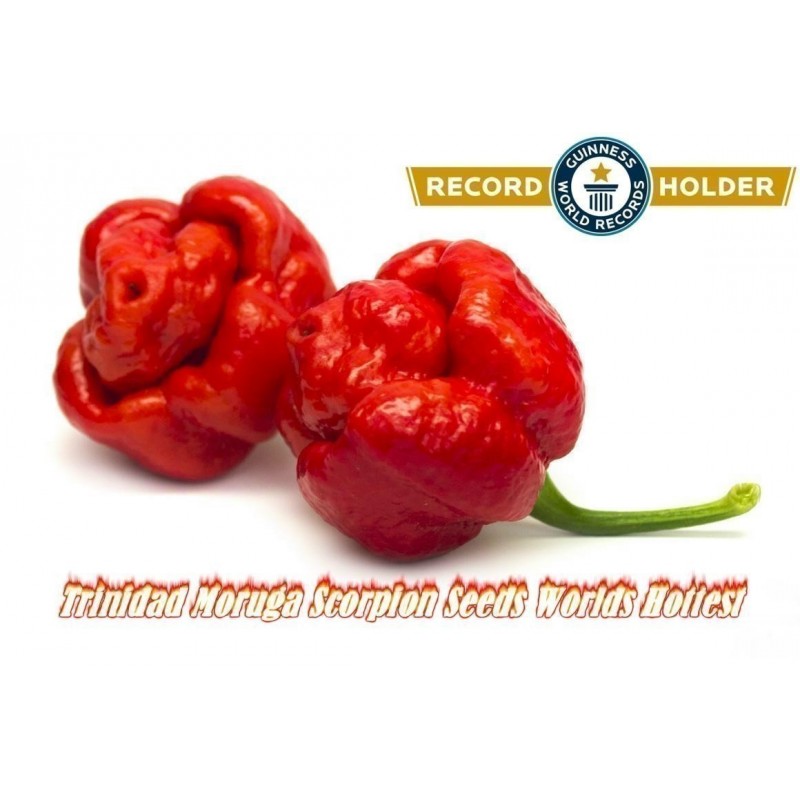 Fröer Trinidad Moruga Scorpion Världar varmmaste 2 milj. Scoville