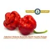 Semillas de Pimiento Trinidad Scorpion Moruga