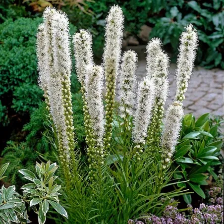 Plamena zvezda seme (Liatris spicata)