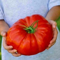 Price: €1.95 - Semi di pomodoro Tres Cantos - Seeds Gallery