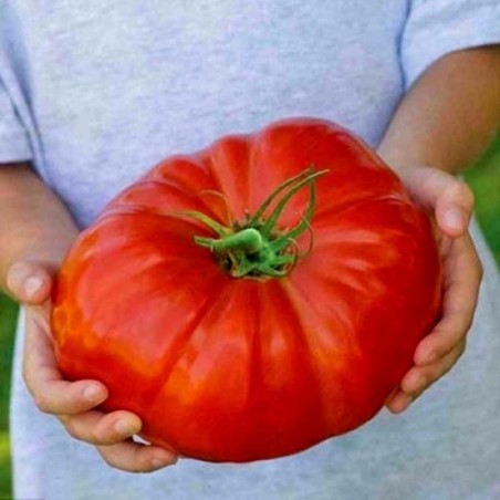 Price: €1.95 - Tres Cantos Beefsteak Tomato Seeds - Seeds Gallery