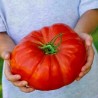 Price: €1.95 - Tres Cantos Beefsteak Tomato Seeds - Seeds Gallery