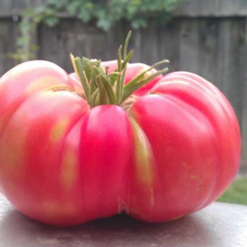 Price: €1.95 - Tres Cantos Beefsteak Tomato Seeds - Seeds Gallery