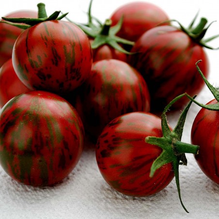 Price: €1.85 - Semillas de tomate Artisan Purple Bumblebee - Seeds Gallery