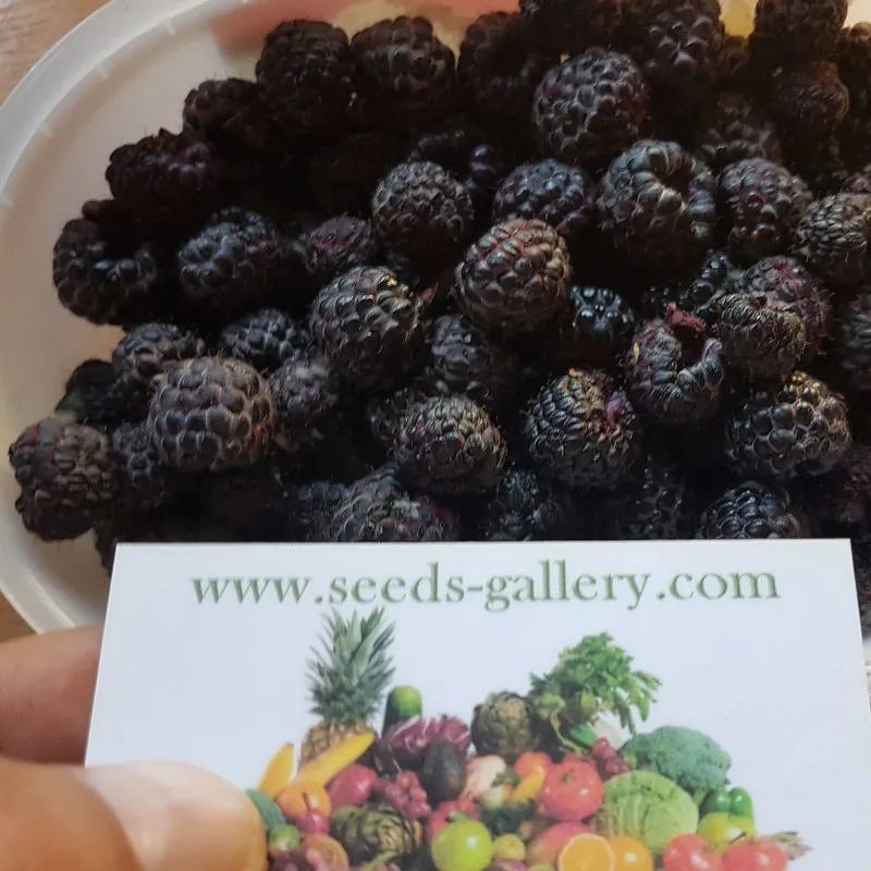 Graines de Framboisier Noir (Rubus occidentalis)
