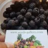 Semillas de Frambuesa Negra (Rubus occidentalis)