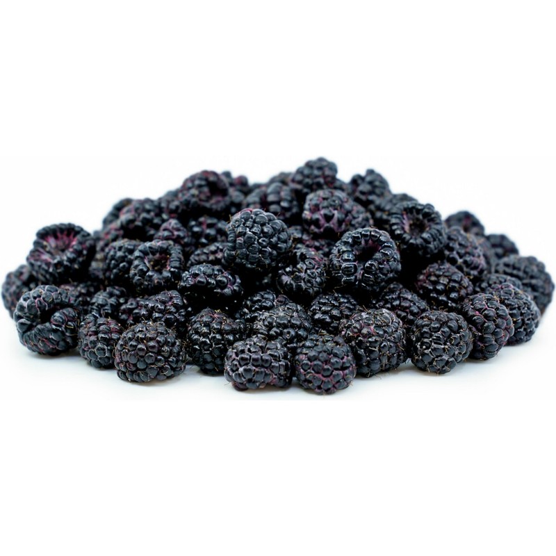Price: €2.25 - Black Raspberry Seeds (Rubus occidentalis) - Seeds Gallery
