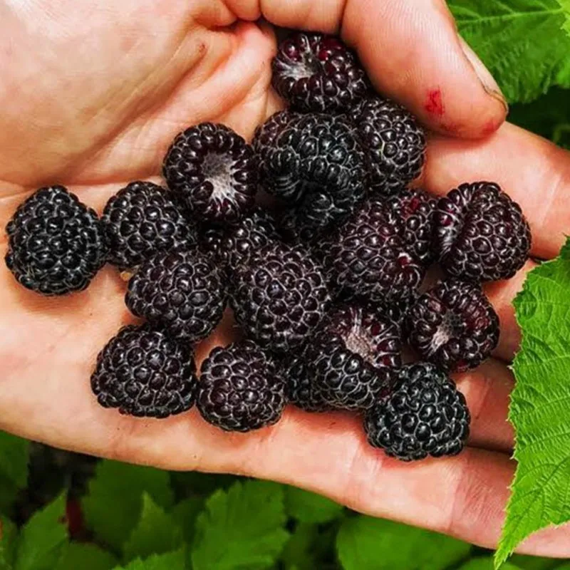 Semillas de Frambuesa Negra (Rubus occidentalis)