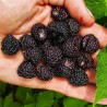 Sementes Framboesa Preta (Rubus occidentalis)