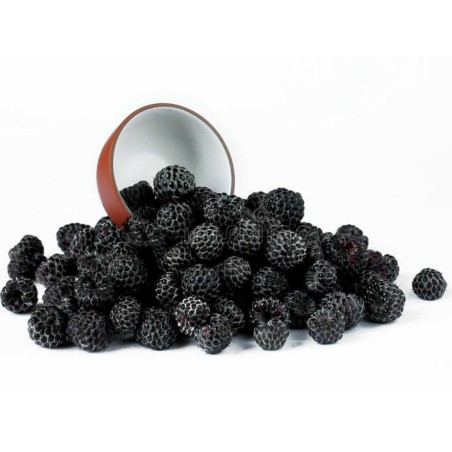 Graines de Framboisier Noir (Rubus occidentalis)