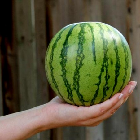 Price: €2.25 - Mini Wassermelone Sugar Baby Samen - Seeds Gallery