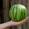 Price: €2.25 - Semillas de sandía mini Sugar Baby - Seeds Gallery