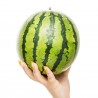 Price: €2.25 - Semillas de sandía mini Sugar Baby - Seeds Gallery