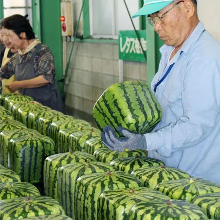 Square Watermelon Seeds