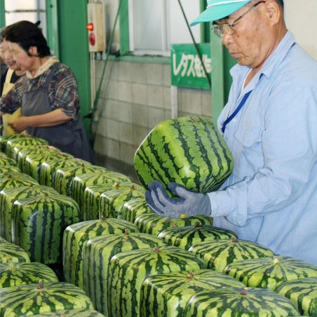 Price: €1.85 - Seme Kockaste Lubenice - Seeds Gallery