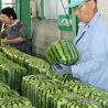 Quadratische Wassermelone Samen