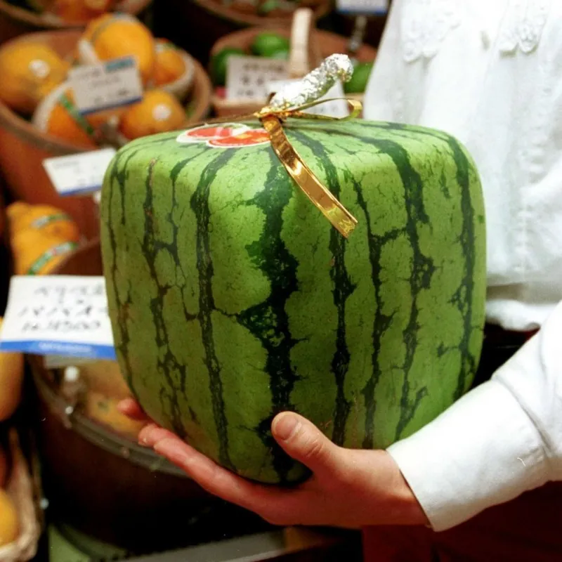 Square Watermelon Seeds