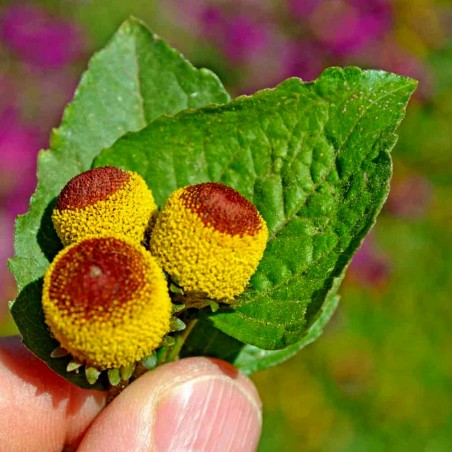 Price: €1.95 - Toothache Plant - Paracress Seeds (Acmella oleracea) - 