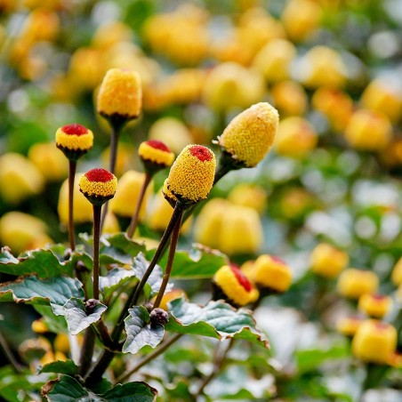 Price: €1.95 - Toothache Plant - Paracress Seeds (Acmella oleracea) - 