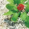Sementes de Ginseng (Panax Ginseng)