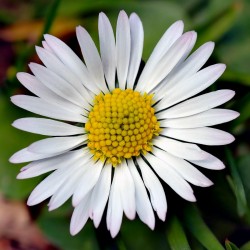 Price: €2 - Sementes de Margarida, Margarita planta medicinal - 