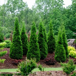 Price: €2.35 - Semillas de Tuya (Thuja occidentalis) - 