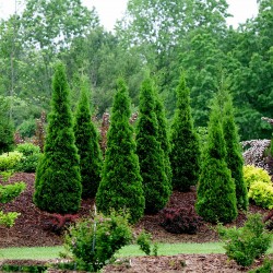 Semillas de Tuya (Thuja...