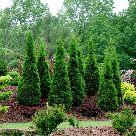 Semi di La Tuia (Thuja occidentalis)