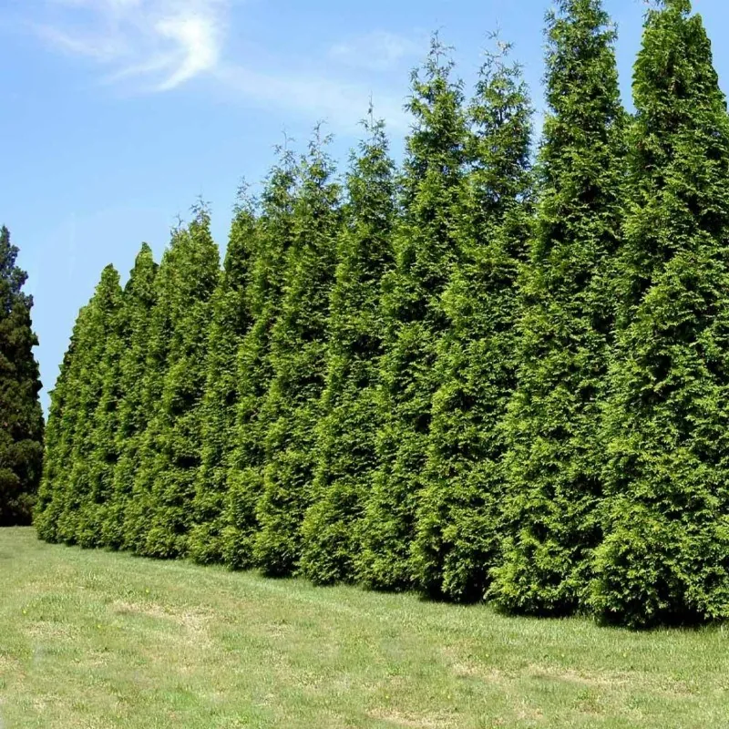 Semi di La Tuia (Thuja occidentalis)