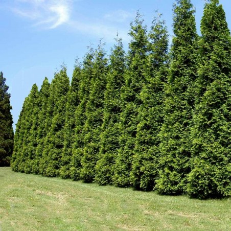 Price: €2.35 - Tuja frön (Thuja occidentalis) -