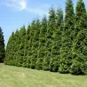 Semi di La Tuia (Thuja occidentalis)