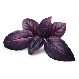Red rubin basil Seeds (Ocimum basilicum rubrum) - 1.755