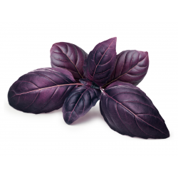 Price: €1.95 - Semillas Albahaca Roja - 