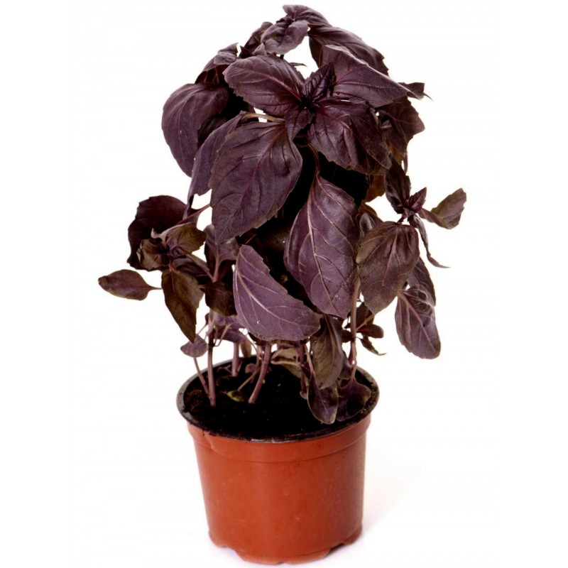 Price: €1.95 - Sementes de Manjericão Vermelho - 