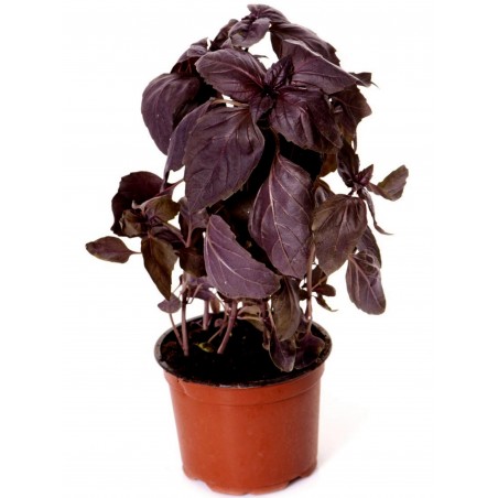 Price: €1.95 - Semi di Basilico Rosso Aromatico -