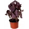 Price: €1.95 - Sementes de Manjericão Vermelho - 