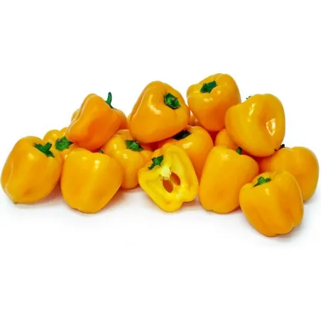Paprika Samen MINI BELL Gelb