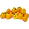 Paprika Samen MINI BELL Gelb