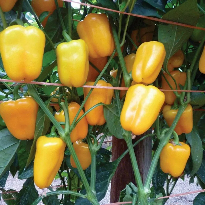 Paprika Samen MINI BELL Gelb
