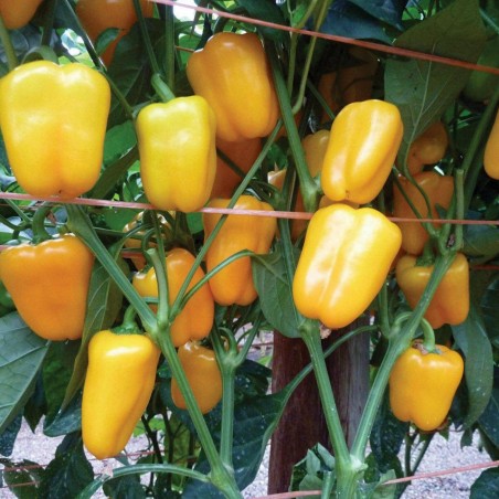 Price: €1.95 - Semillas de pimiento amarillo MINI BELL -