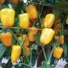 Paprika Samen MINI BELL Gelb