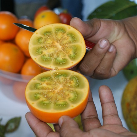 Price: €1.95 - Semi di Naranjilla - Lulo (Solanum quitoense) -