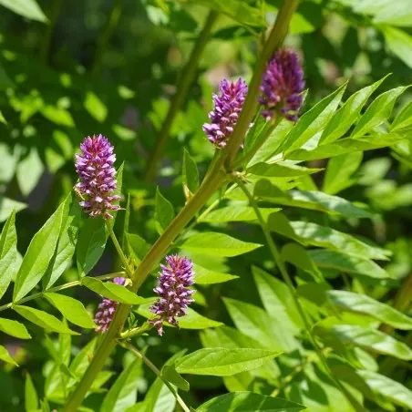 Liquorice or Licorice Seeds (Glycyrrhiza glabra)